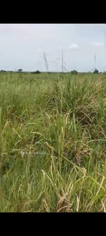 Terrains 400 m2 avec ACD global à Bingerville — photo 4