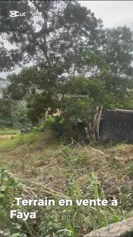 Terrain 800m² Cocody Faya — photo 5