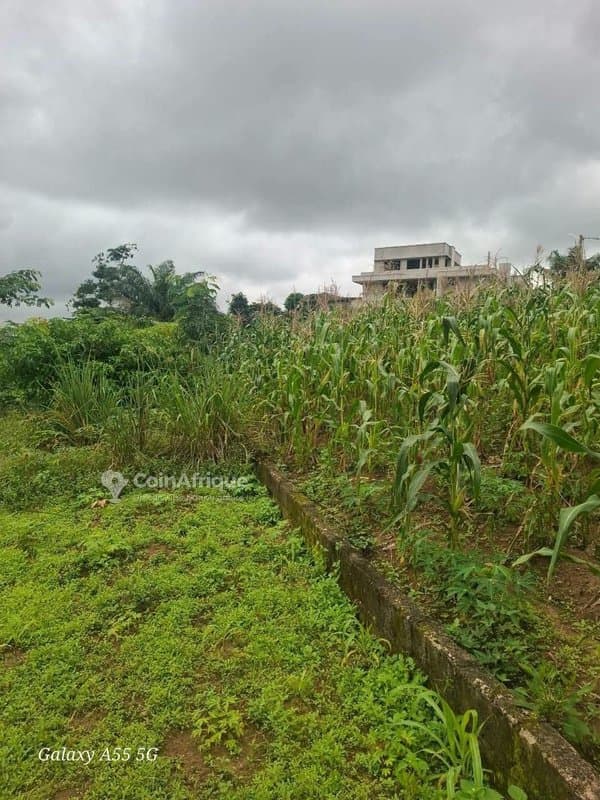 Terrain 400 m² - bingerville