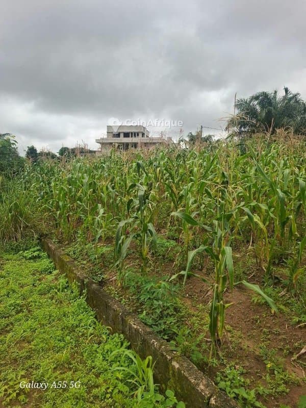 Terrain 400 m² - bingerville — photo 2